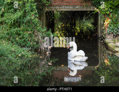 Adult White Mute Swan (Cygnus olor) with perfect reflection swimming under a culvert (tunnel) in Autumn in West Sussex, England, UK. Stock Photo
