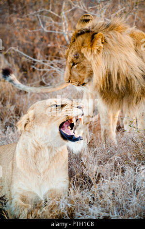 lion and lioness relationship