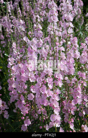 Pink flowering Sidalcea variety 'Loveliness' in herbaceous border. Stock Photo