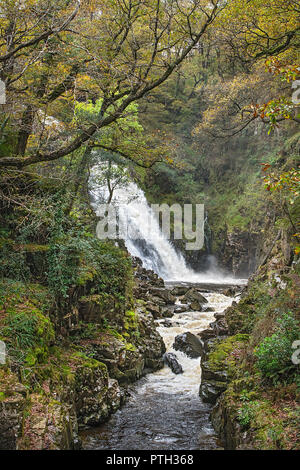 Pistyll Cain waterfall on the Afon (River) Gain in the Coed y Brenin Forest near Dolgellau Snowdonia National Park North Wales UK October 3334 Stock Photo