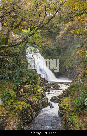 Pistyll Cain waterfall on the Afon (River) Gain in the Coed y Brenin Forest near Dolgellau Snowdonia National Park North Wales UK October 3341 Stock Photo