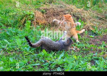 young red cat beats grey cat lying on the ground Stock Photo