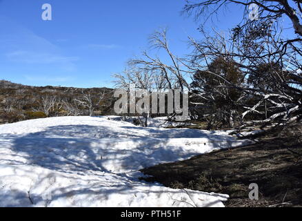 Winter Plants On Snowy Mountain, Australia. Australian gum tree in the snow. The surrounding snow is melting. Stock Photo