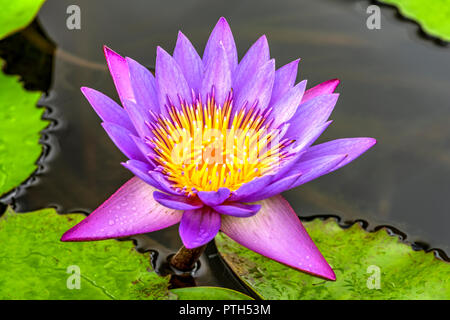 Blue star water lily or Nymphaea Stellata Stock Photo