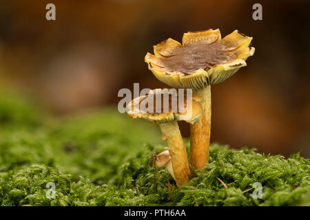 Sulphur Tuft mushrooms (Hypholoma fasiculare) growing from moss on tree trunk. Tipperary, Ireland Stock Photo