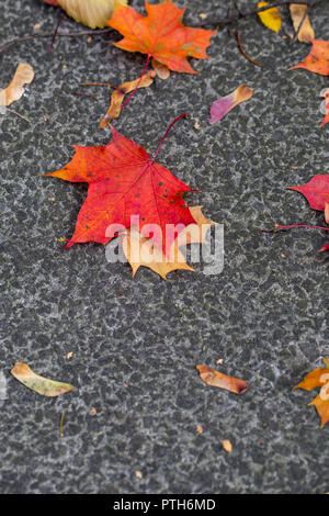 Autumn colors – dark red maple leaf on the ground Stock Photo