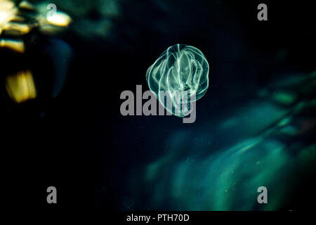 Glowing Comb jelly  drifting in its natural environment. Adriatic Sea. Sea Walnut, American comb jelly, Warty comb jelly or Leidys comb jelly (Mnemi Stock Photo