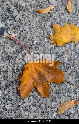 Autumn colors – dark yellow maple leaf on a marble Stock Photo