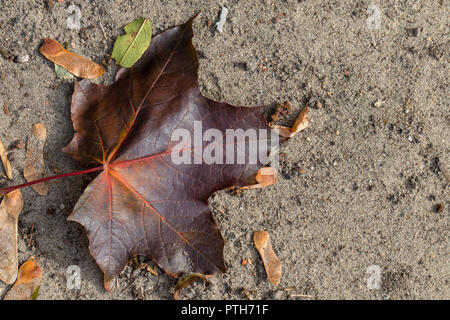 Autumn colors – brown maple leaf on the ground Stock Photo