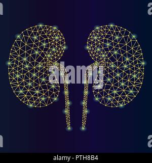 Abstract vector illustration kidneys human. Kidneys on blue backgorund. Low poly kidney consisting of abstract points and lines. Human internal organ banner. Stock Vector