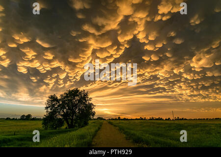 Mammatus Clouds at the Back of a Thunderstorm over North Central Nebraska at Sunset. Stock Photo