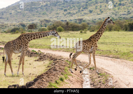 Masai giraffes crossing a dirt road in Maasai Mara National Reserve, Kenya Stock Photo