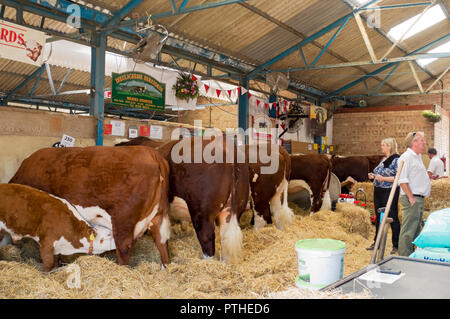 Hereford cattle cow cows in cattle shed farming animals Great Yorkshire Show Harrogate North Yorkshire England UK United Kingdom GB Great Britain Stock Photo