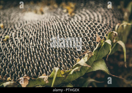 Mature sunflower background Stock Photo