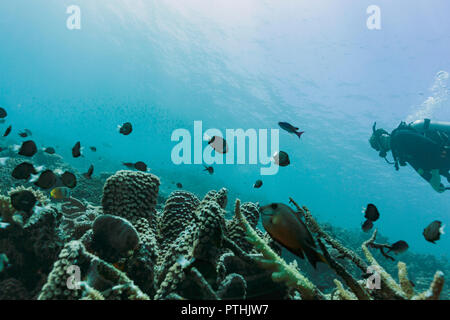 Man scuba diving underwater among tropical fish, Vava'u, Tonga, Pacific Ocean Stock Photo