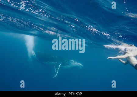 Man swimming near humpback whale, Vava'u, Tonga, Pacific Ocean Stock Photo