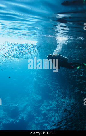 Woman scuba diving underwater among school of fish, Vava'u, Tonga, Pacific Ocean Stock Photo