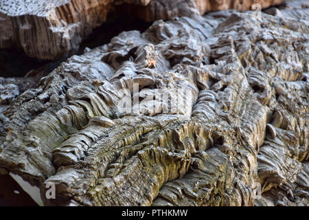 extremely textured surface of an old cork bark, , peeled cork planks from quercus suber tree dries for later processing Stock Photo