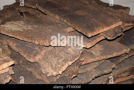 cork oak bark after harvesting, peeled cork planks from quercus suber tree dries for later processing Stock Photo