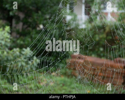 Spider web with dew drops hanging from tree Stock Photo