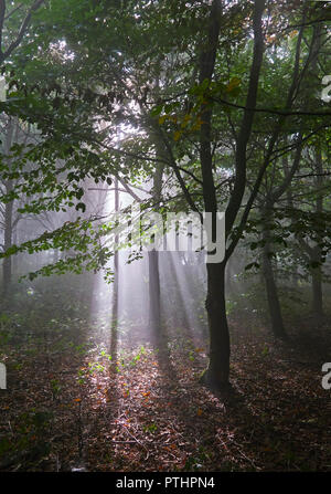 Shafts of Light  through Woodland Stock Photo