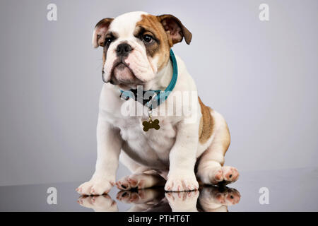 Studio shot of an adorable English bulldog puppy sitting on grey background. Stock Photo