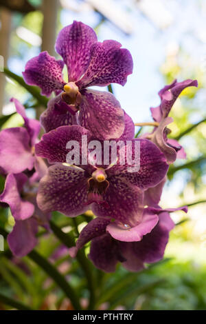 Orchid flower in garden at winter or spring day for postcard beauty and agriculture idea concept design. Phalaenopsis orchid. Stock Photo