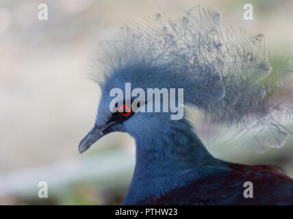 Close up side profile portrait of blue Victoria crowned pigeon Goura, low angle view Stock Photo