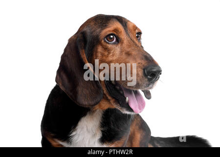 Portrait of an adorable mixed breed dog (Basset hound, Dachshund) - studio shot, isolated on white. Stock Photo