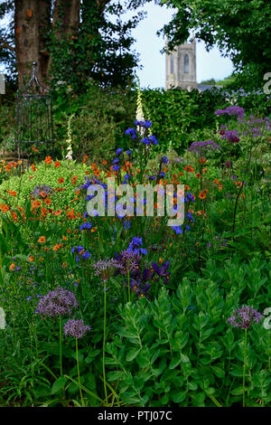 Anchusa azurea Dropmore,geum coccineum totally tangerine,Chaerophyllum Hirsutum Roseum,orange,blue,pink,flowers,spring, garden,gardens, Stock Photo