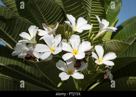 Bunch of white flowers, known as Singapore graveyard flower (Plumeria obtusa) Stock Photo