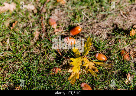 branch with leaves and acorns on the grass on an autumn day, copy space, flat lay, top view, space for text Stock Photo
