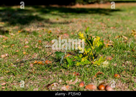branch with leaves and acorns on the grass on an autumn day Stock Photo