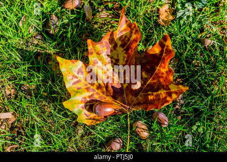 beautiful autumn leaf on the grass with acorns, autumn concept Stock Photo