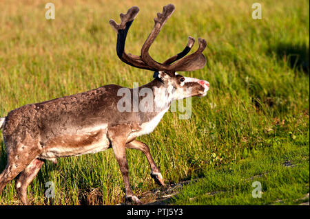 Reindeer with big antlers and red nose chilling on the field in evening sun. Photo of male reindeer with green grass on background. Stock Photo