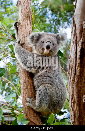 A cute koala clinging to the trunk of a eucalyptus tree in Australia Stock Photo