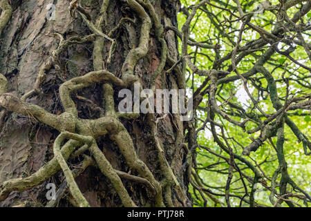 A tangle of ivy growing on a conifer tree trunk. Stock Photo