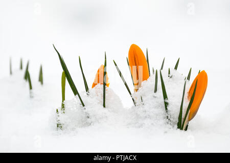 Crocus flowers peep through snow in Leicestershire. Stock Photo
