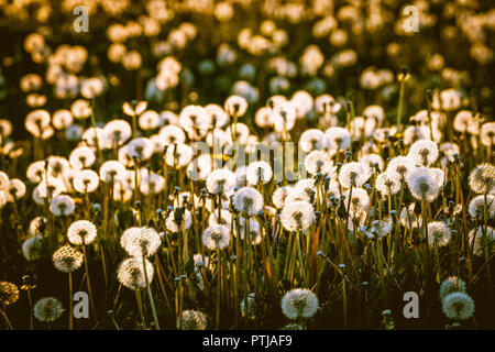 Dandelion seed heads glow with the lights as the sun sets in the evening. Stock Photo
