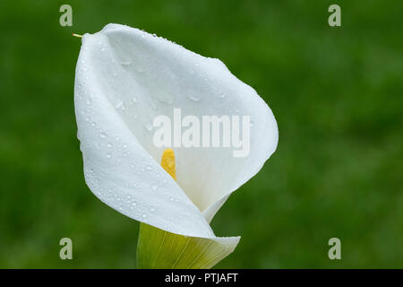 Calla Lily flower. Stock Photo