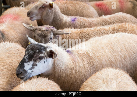 Sheep in pens at Melton Mowbray livestock market. Stock Photo