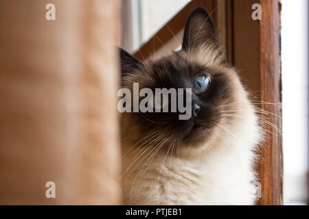 Close up of adorable siamese cat with gorgeous blue eyes looking straight ahead, next to a rustic wooden window. Stock Photo