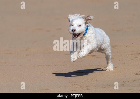 A Cockapoo running across a beach. Stock Photo