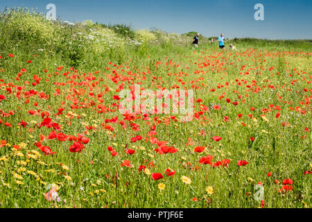 Poppies Papaver Rhoeas growing in a field at the Arable fields Project on West Pentire in Newquay in Cornwall.