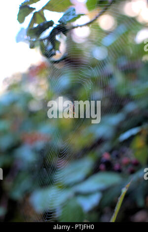 A brown and yellow small spider in the center of its web, surrounded by green and red wild berries plant blurry in the background, in the morning sun Stock Photo