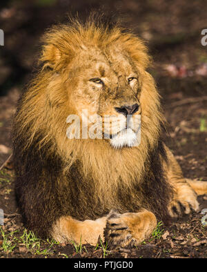 Close up of an Asiatic lion as it relaxes in the sunshine. Stock Photo