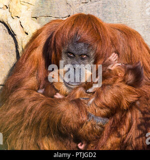 A baby Sumatran Orangutan its held in the arms of its mother as they warm in the sunshine. Stock Photo