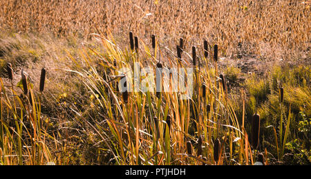 Typha latifolia cattail at fall landscape Stock Photo