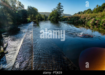 Wild swimmer Jens Roesner takes a pre-work wild swim in the river Avon at Warleigh Weir in Somerset. Stock Photo