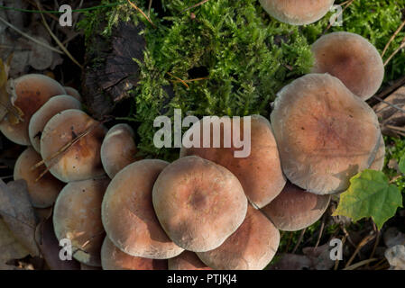 Hypholoma lateritium  brick cap mushrooms on tree stump Stock Photo